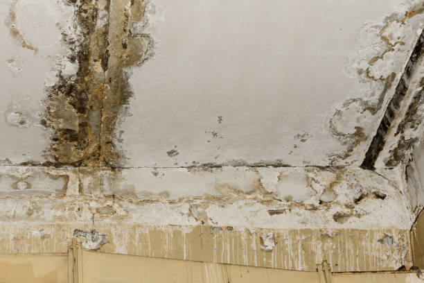 Asbestos and Lead Testing During Mold Inspection in Knightstown, IN